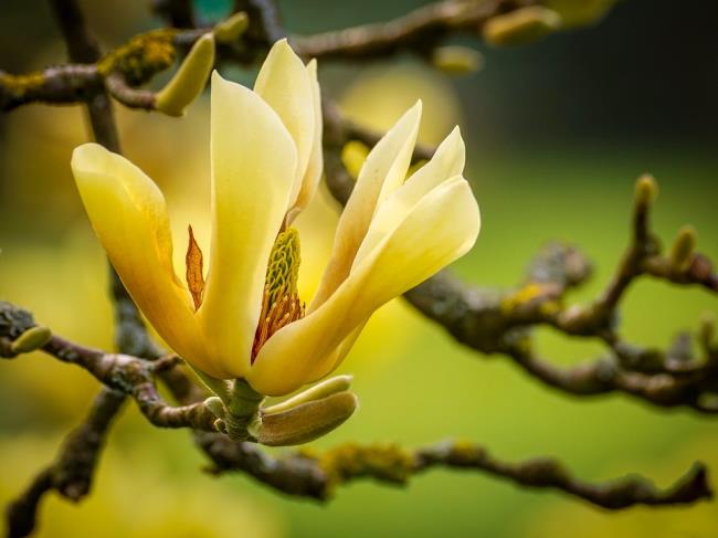 Zdjęcia piękna żółta magnolia 