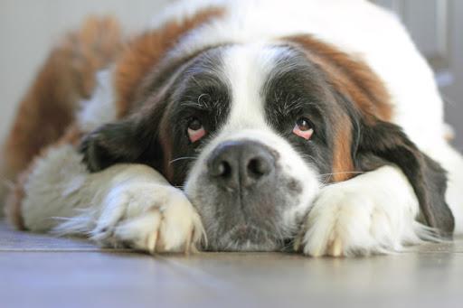 Sintesis gambar anjing Saint Bernard yang paling indah
