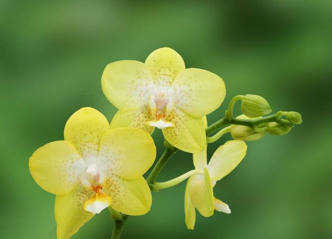 Résumé des plus belles orchidées jaunes