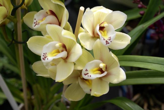 Zusammenfassung der schönsten gelben Orchideen