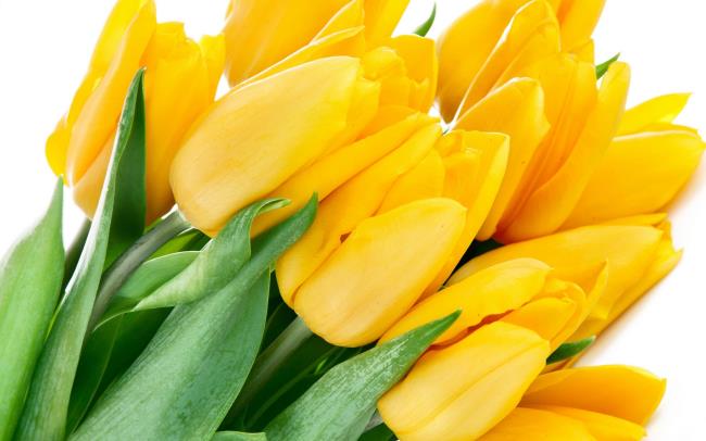 Ringkasan tulip kuning yang paling indah