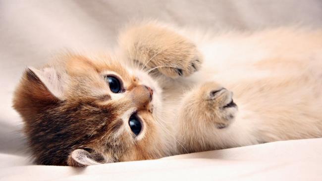 可愛的可愛小貓咪圖像集合
