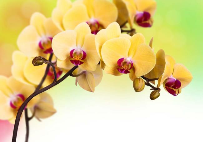 Résumé des plus belles orchidées jaunes