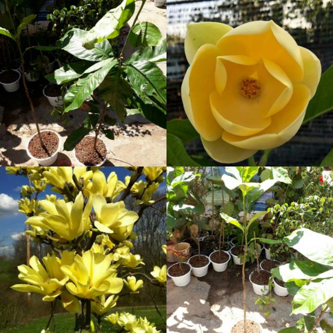 Pictures beautiful yellow magnolia 
