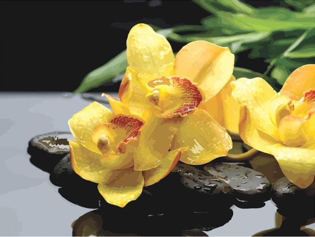 最も美しい黄色の蘭の概要
