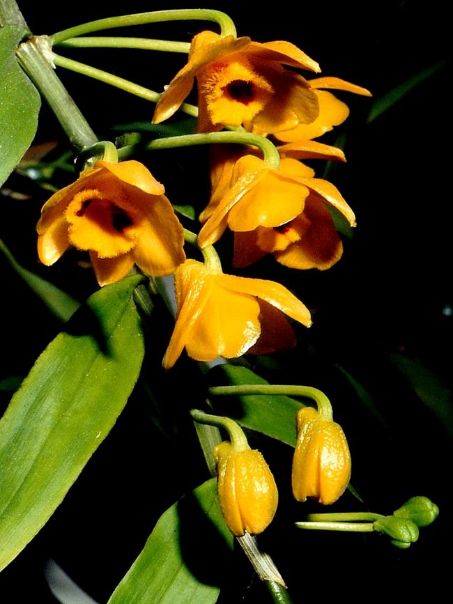 Bilder schöne gelbe Magnolie 