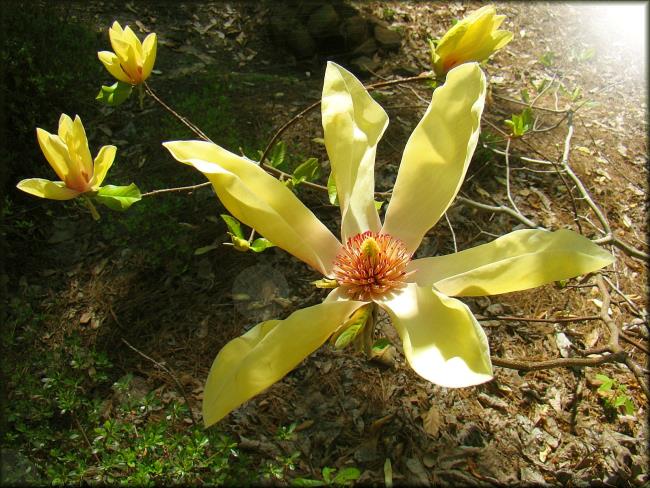 Fotos hermosa magnolia amarilla 