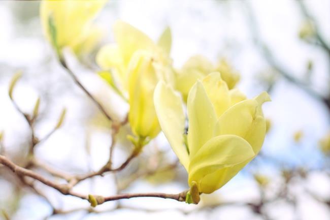 Gambar magnolia kuning yang indah 