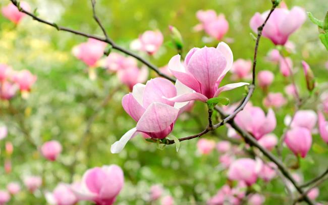 Gambar magnolia merah muda yang indah 