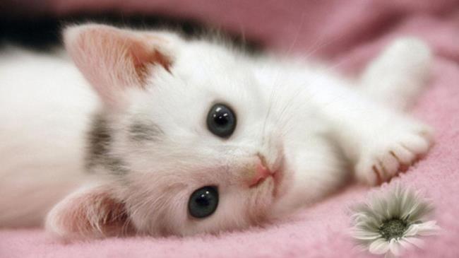 Raccolta di immagini di simpatici gattini carini