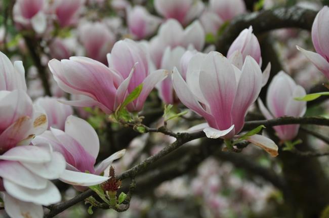 Piękne zdjęcia różowej magnolii 