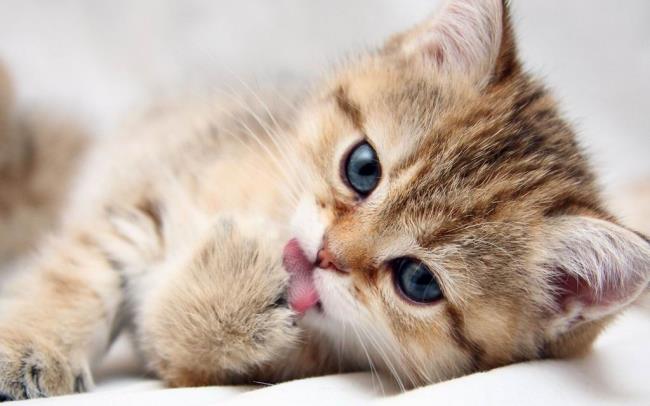 Collection of cute cute kittens images