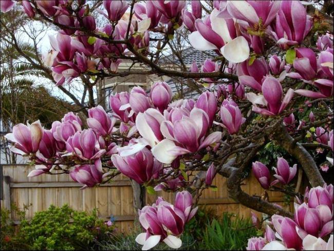 Gambar magnolia merah muda yang indah 