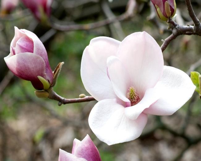 Hermosas imágenes de magnolia rosa 