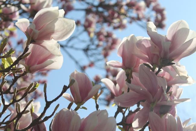 सुंदर गुलाबी मैगनोलिया चित्र 