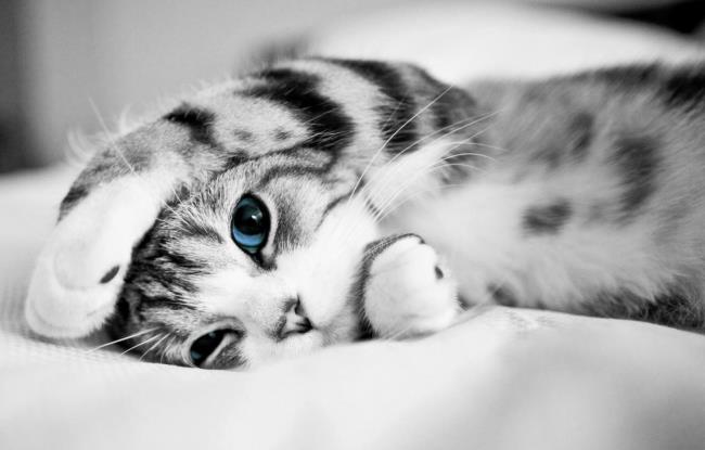 Raccolta di immagini di simpatici gattini carini