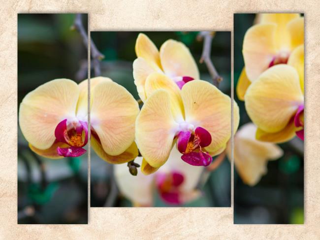 Rezumatul celor mai frumoase orhidee galbene
