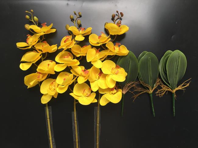 Resumo das mais belas orquídeas amarelas