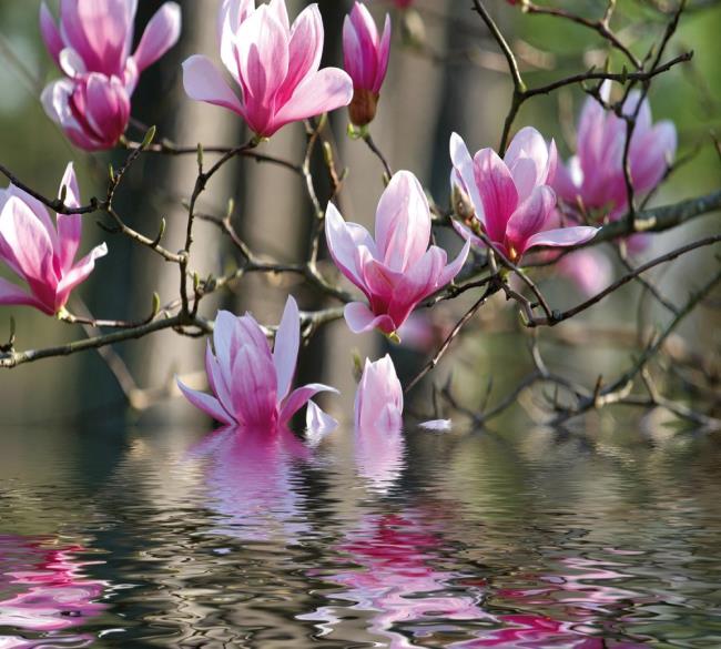 Prachtige roze magnolia foto's 