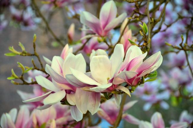 Hermosas imágenes de magnolia rosa 