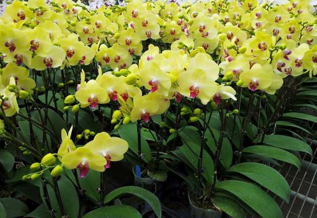 Ringkasan orkid kuning yang paling indah