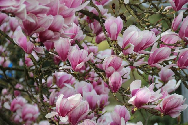 Schöne rosa Magnolienbilder 
