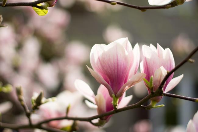 Piękne zdjęcia różowej magnolii 