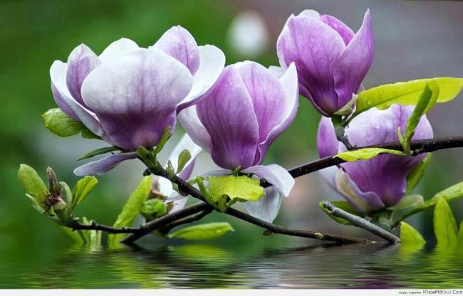 Prachtige paarse magnolia foto's