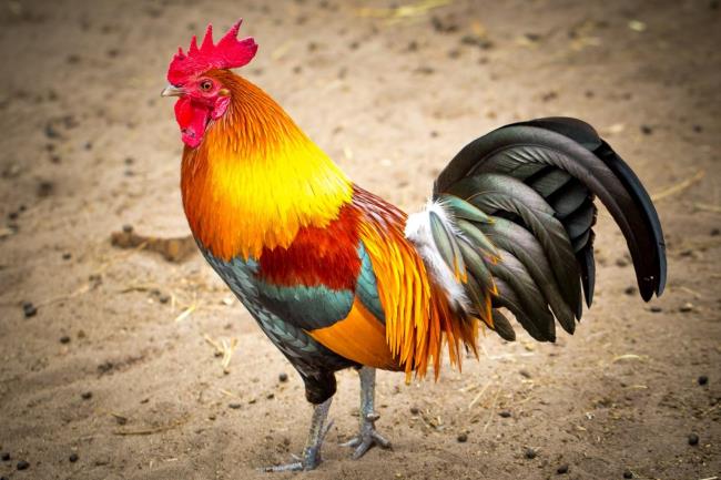 Collection of super realistic, lovely chickens