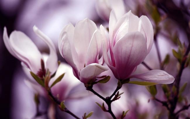 Schöne lila Magnolienbilder