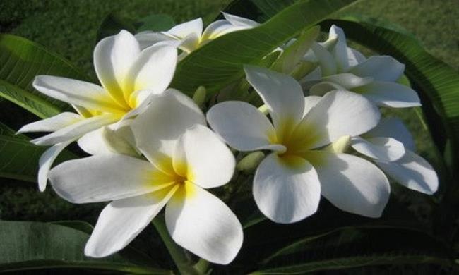 En güzel beyaz porselen çiçeğinin özeti