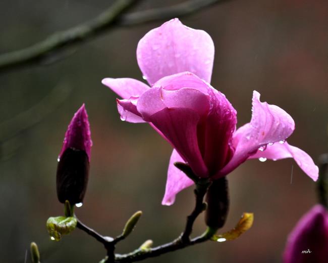 Hermosas imágenes de magnolia púrpura