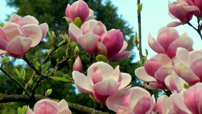 Piękne fioletowe zdjęcia magnolii