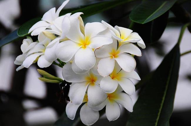 Resumo da mais bonita flor de porcelana branca