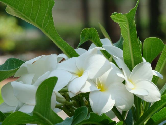 Ringkasan bunga porselin putih yang paling indah
