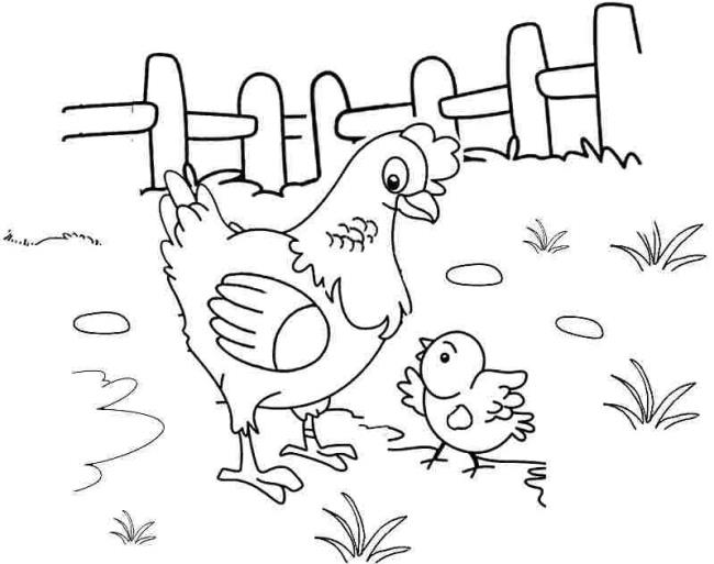 Summary of beautiful coloring pictures of chickens for babies