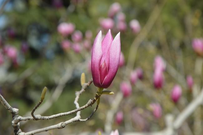Imagini frumoase violet cu magnolia