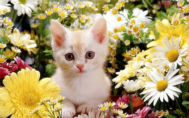 مجموعه تصاویر بچه گربه های ناز زیبا