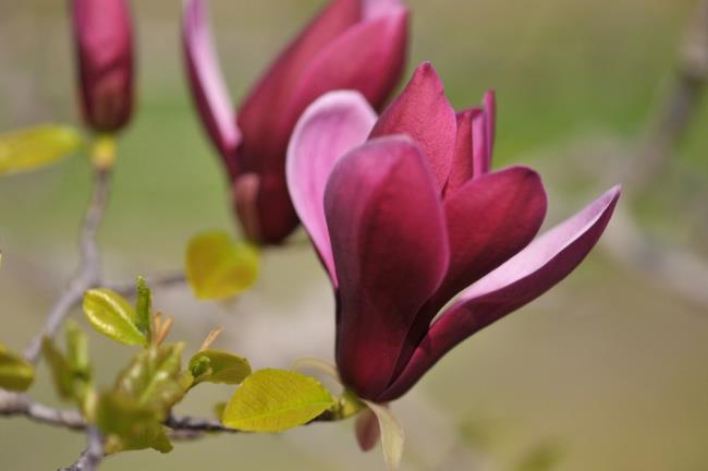 Gambar magnolia ungu yang indah