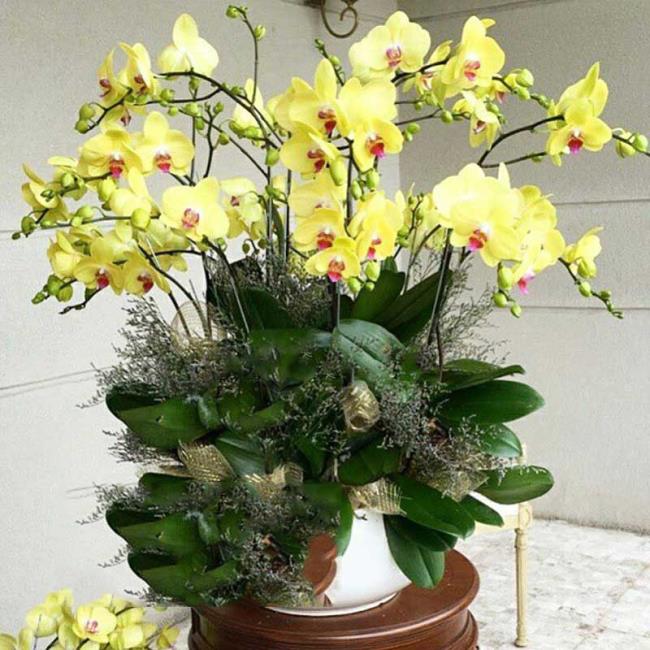 Overzicht van de mooiste gele orchideeën