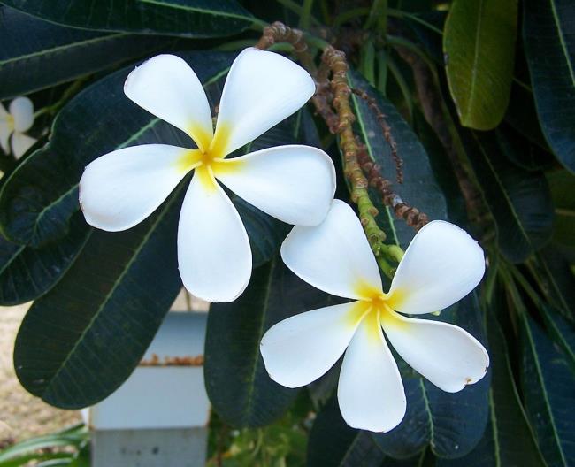 Résumé de la plus belle fleur de porcelaine blanche