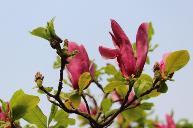 Hermosas imágenes de magnolia púrpura