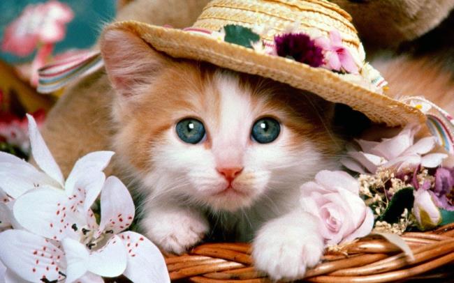 かわいいかわいい子猫の画像集