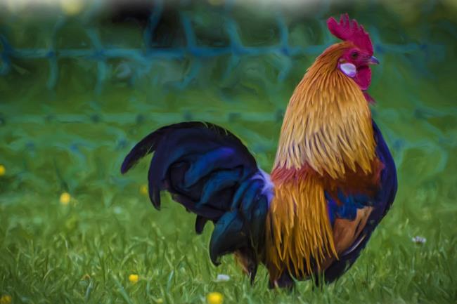 सुपर यथार्थवादी, सुंदर मुर्गियों का संग्रह