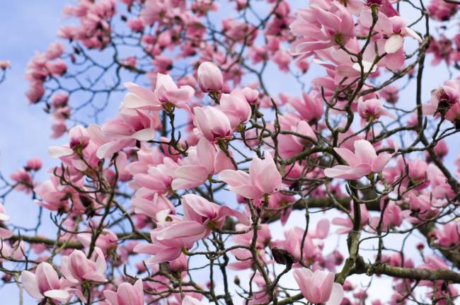 Prachtige paarse magnolia foto's