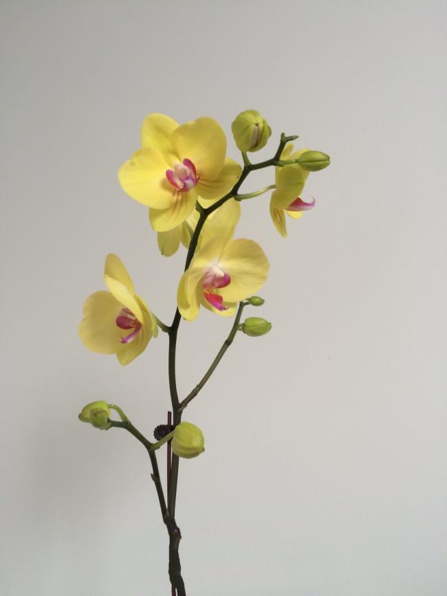 Ringkasan orkid kuning yang paling indah