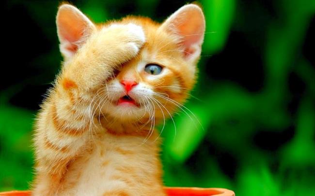 Koleksi gambar anak kucing comel yang comel