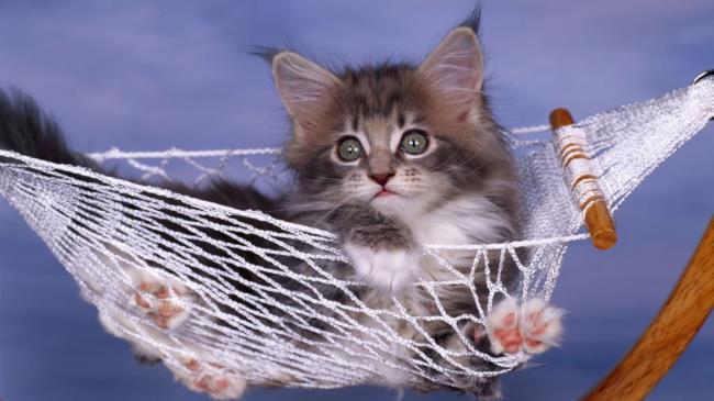 Collection of cute cute kittens images