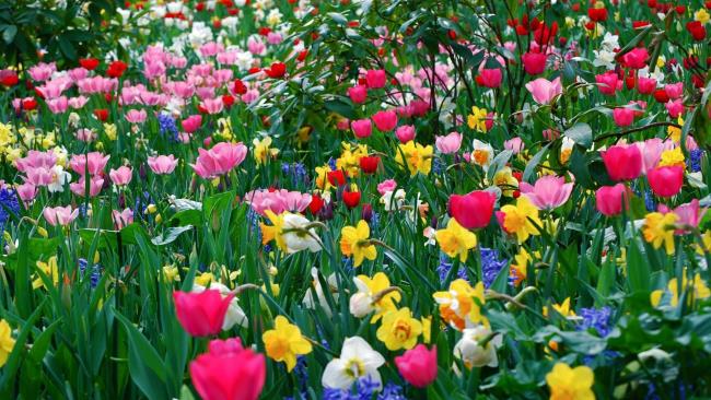 Sinteza celei mai frumoase imagini de primăvară