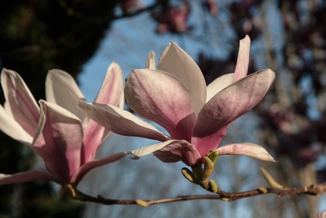 Piękne fioletowe zdjęcia magnolii